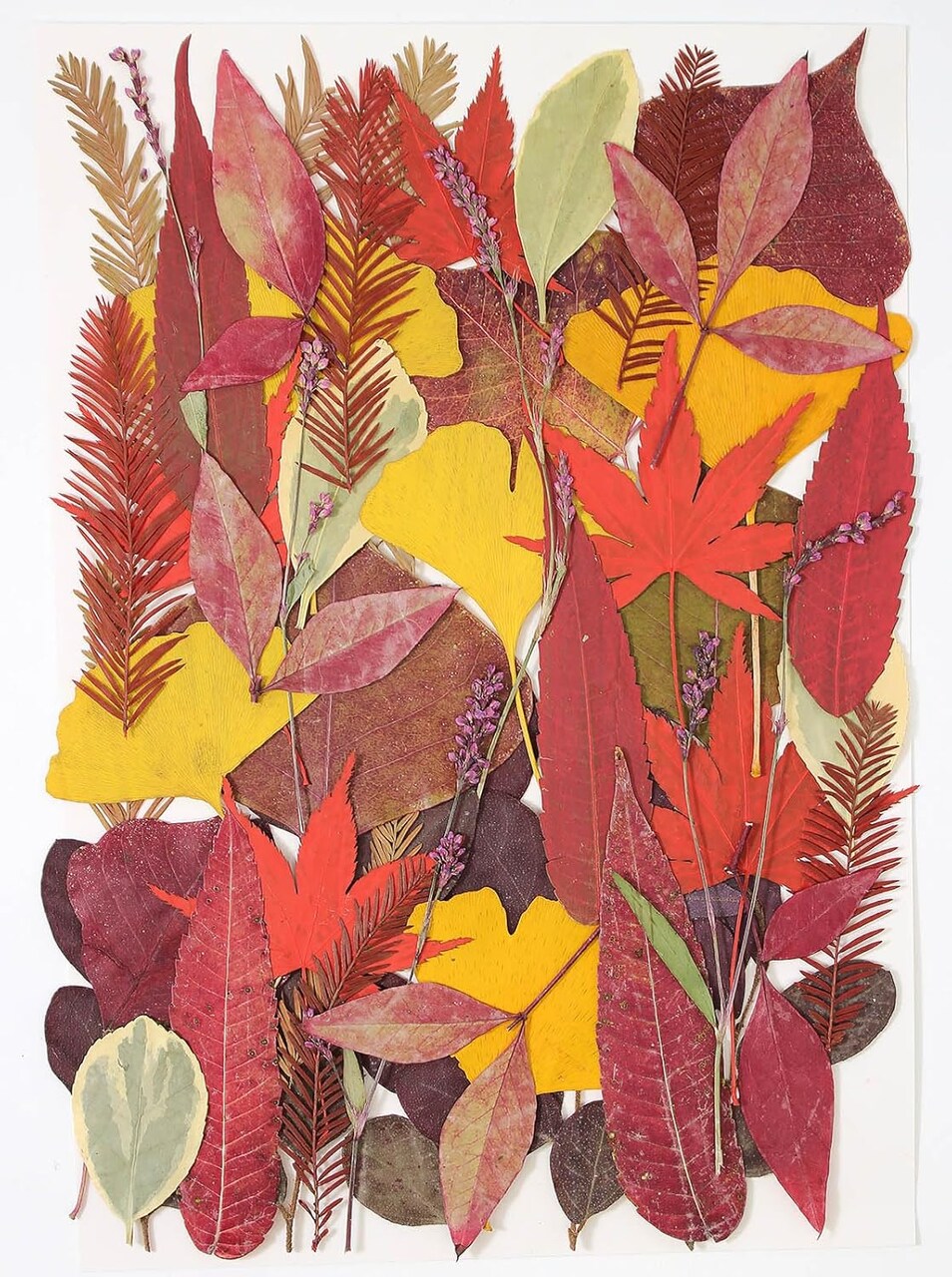 Large Bulk Dried Pressed Flowers & Leaves for Crafts – Natural Autumn Leaf Set for Resin Art, Scrapbooking, Phone Cases, Nail Art, Cake & Candle Decorating Supplies (50+ Pcs Mixed Colors)